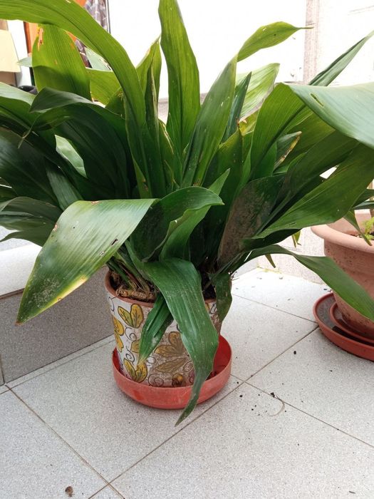 Vaso de Hospedistas