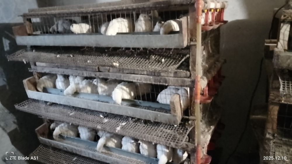 Перепелинные  клетки