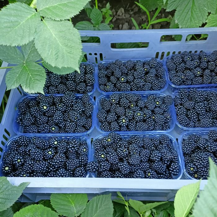 Продам саджанці ожини