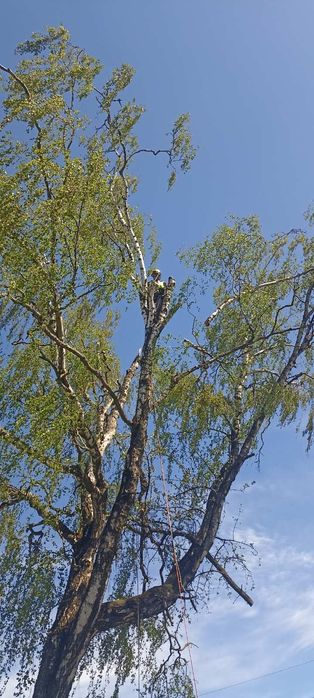 Зрізати аварійне дерево