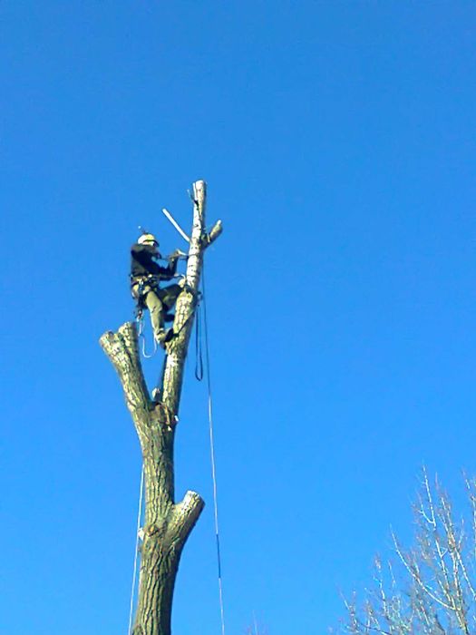 Wycinki  pielegnacje drzew rębak karczowanie wywóz gałęzi pilarz drwal
