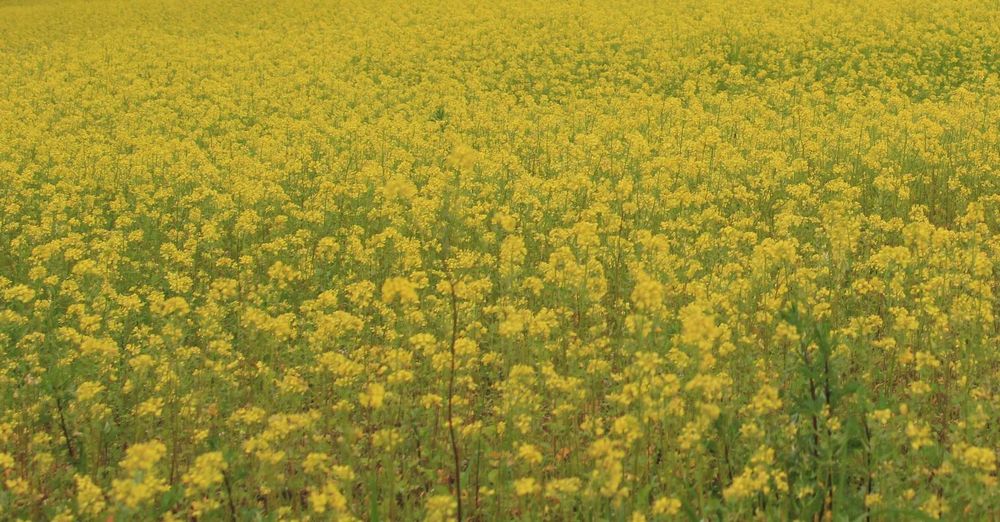 ekologiczny kwalifikowany materiał siewny C1 gorczyca biała Gracja