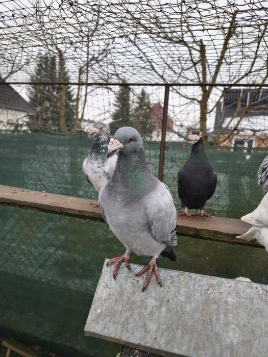 Gołębie staropolskie