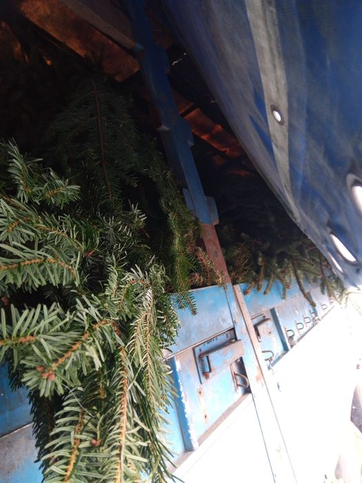 Ялинки на опалення/корм/в утіль