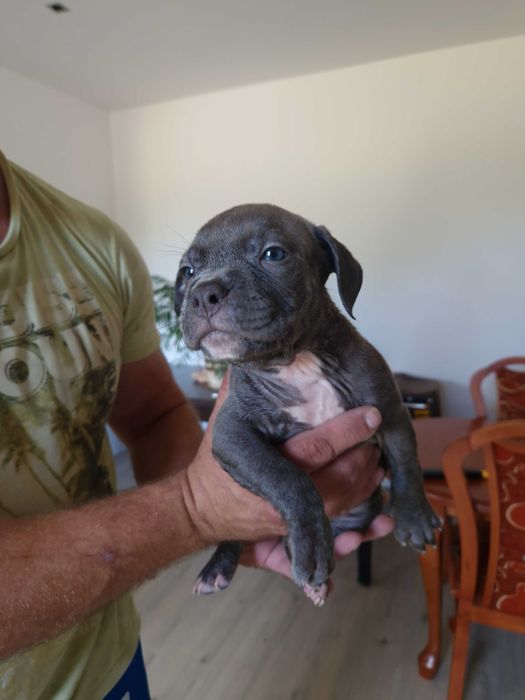 American staffordshire terrier