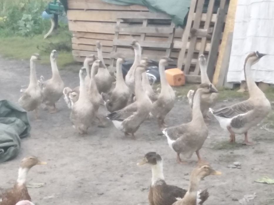 Jajka wiejskie kacze, gęsi, kurze