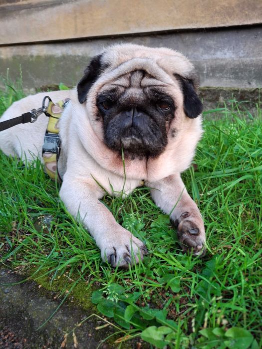 Opieka nad psami i spacery | empatyczna opiekunka | Nowa Huta