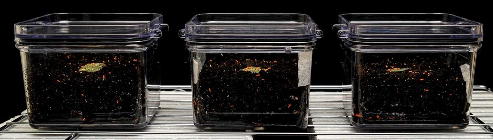 Colémbolos / Springtails (Equipa de Limpeza e Alimento Vivo)