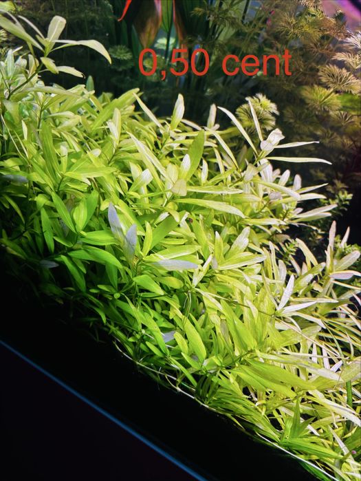 Plantas aquario avulso ou em pack