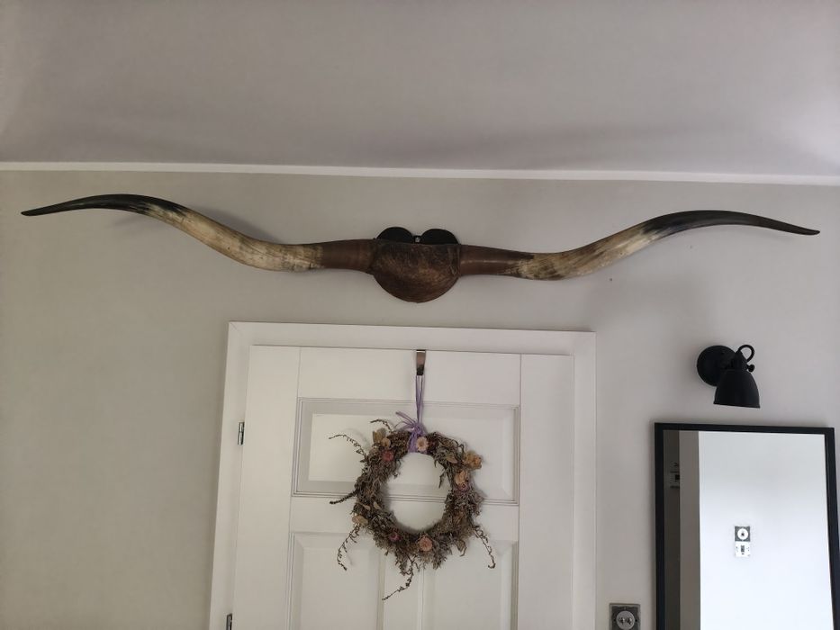 Rogi  Texas Longhorn 200cm