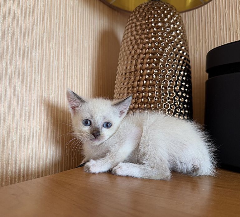 Мультик Гав,котёнок в наличии!
