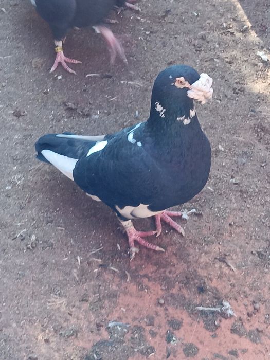 Gołębie Staropolskie