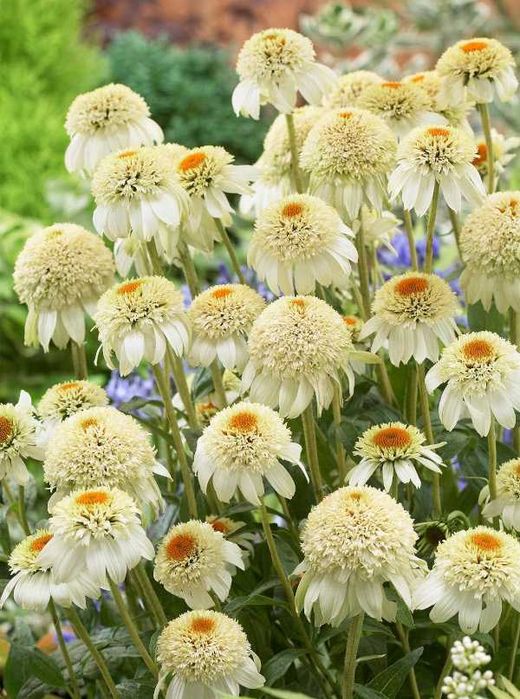 JEŻÓWKA MILKSHAKE - sadzonki w doniczkach