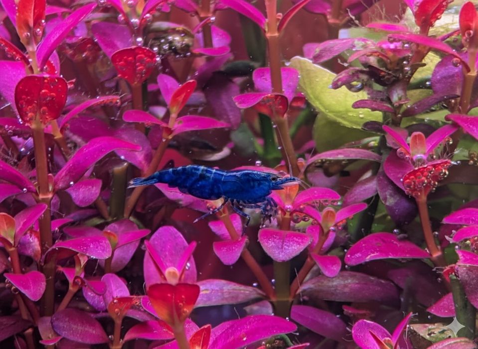 Krewetki blue Velvet 30 szt