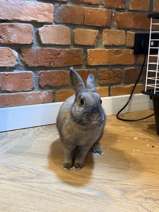 Królik baranek oddam