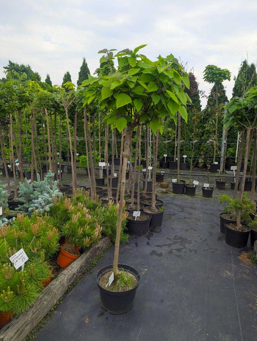 Katalpa Catalpa bignonioides Nana szczepiona grube pnie Aurea Purpurea