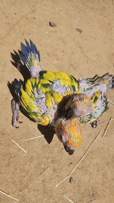 Aratinga sol para terminar  de criar à  mão