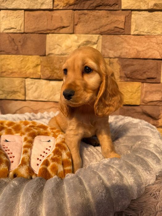 Cocker spaniel angielski Piesek Rodowód