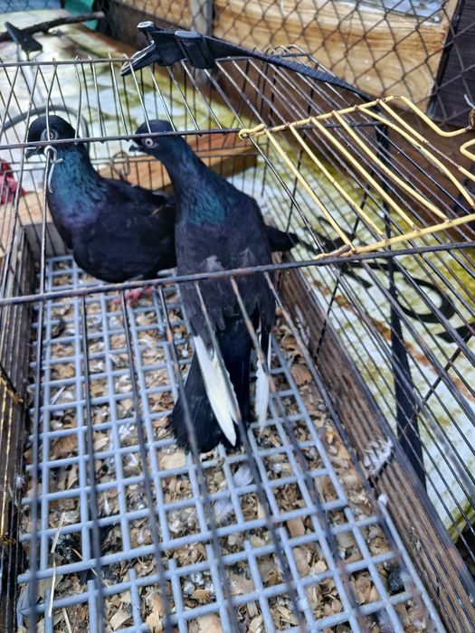 Sprzedam gołębie czaposze