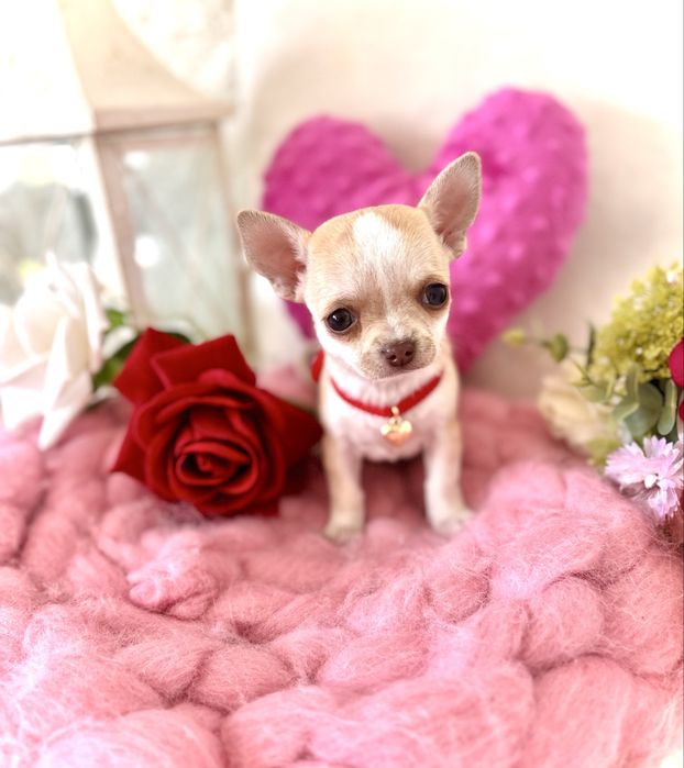 Śliczna malutka suczka chihuahua