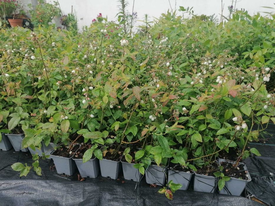 Vende-se Plantas de Mirtilos JÁ com Frutos!