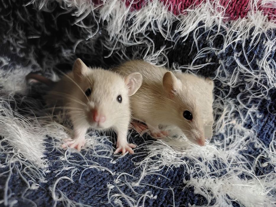 Подарок на Новый год. Малыши сиамские крыски. Крысы