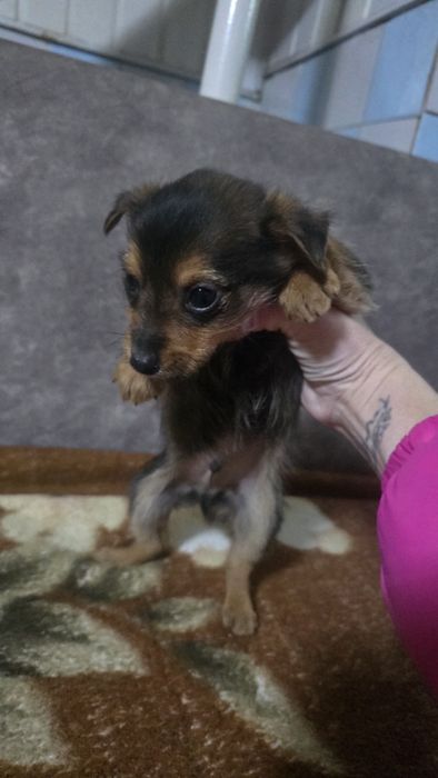 Віддам в добрі руки