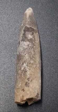 Lote de 10 Fósseis : Amonites, Belemnite, Gastrópode