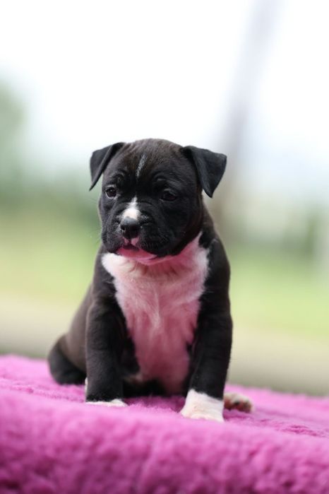 Amstaff American staffordshire terrier FCI suczka