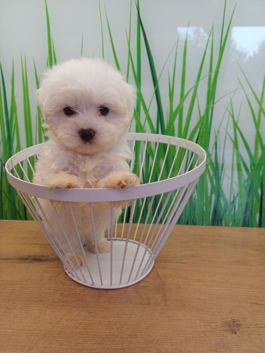 Maltanczyk mały słodziak