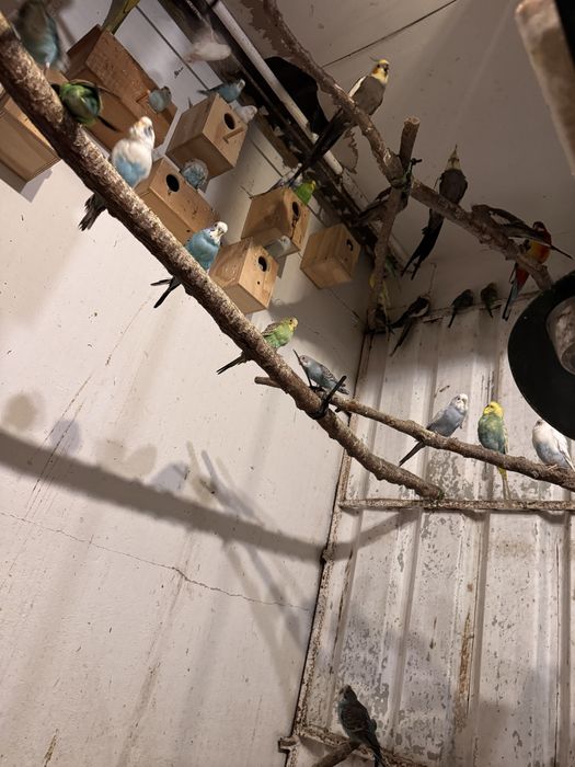 Priquitos, rolas diamante, mandarins e caturras para ceder