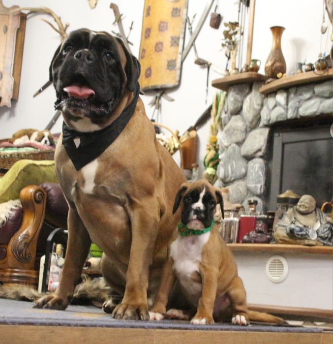 Piękny boksio / gotowy do odbioru/ pochodzenie FCI