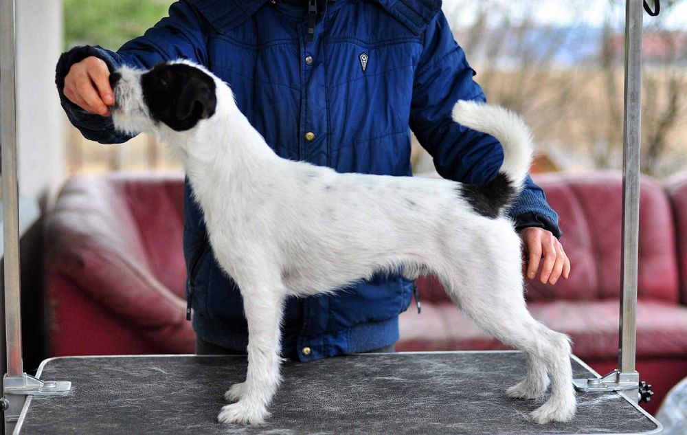 Parson Russell Terrier - suczka  ZKwP