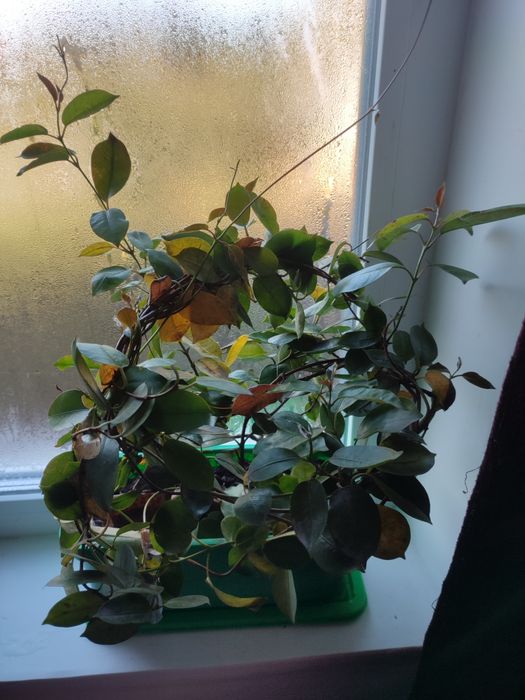 Сансевиерия , тешин язик та інші