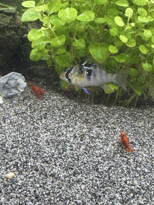 Vendo Ramirezi German Blue