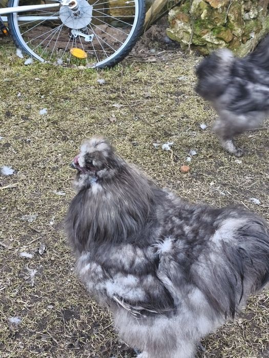 Sprzedam koguty silki