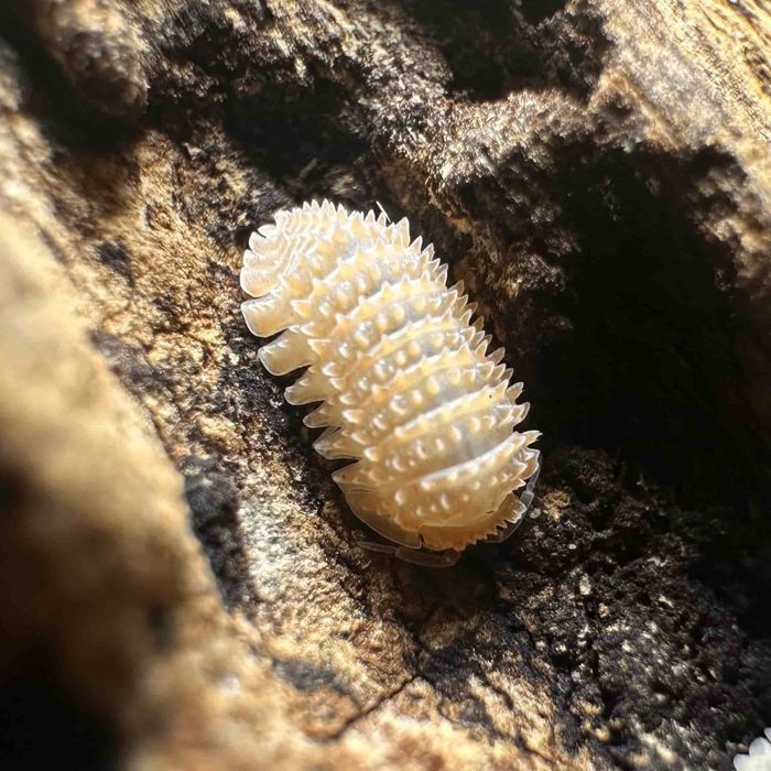 Izopody - Cristarmadillidium muricatum - nowa cena!