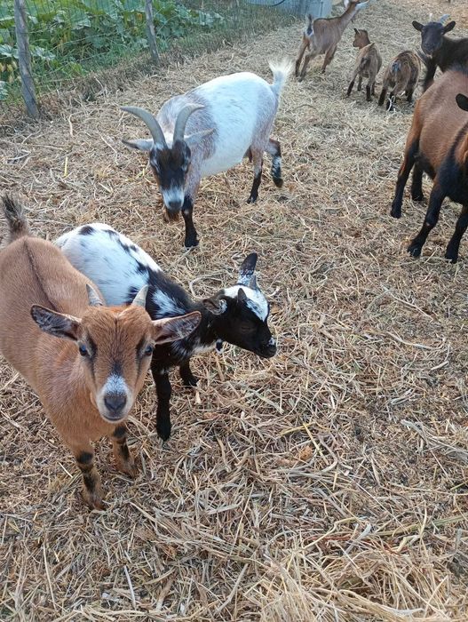 Cabras anãs para venda nas Meãs do Campo