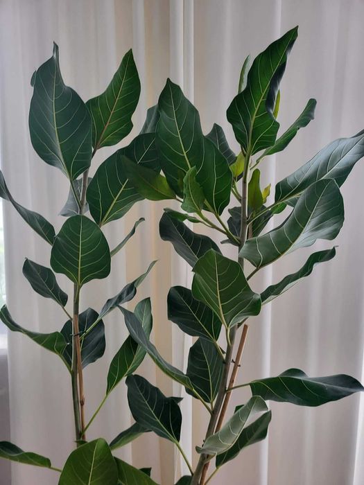 Fikus bengalski 'Joy' wysokość 185cm z don.