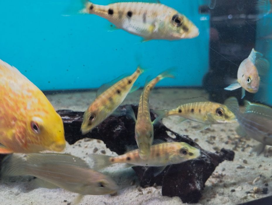 Boulengerochromis microlepis, pielęgnica olbrzymia jezioro Tanganika