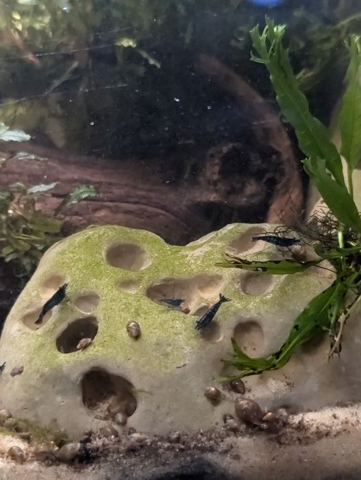 Camarões Neocaridina Blue Dream