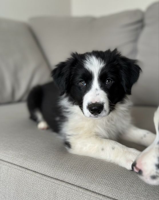Border collie czarno biały