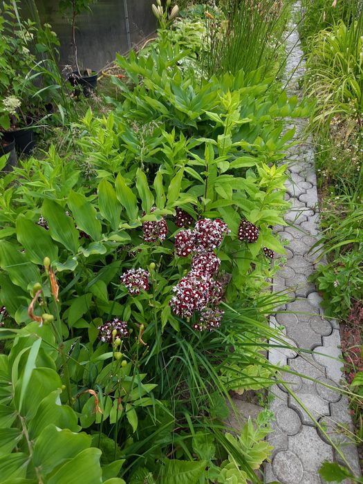 Nadwyżki z ogrodu byliny trawy krzewy drzewa