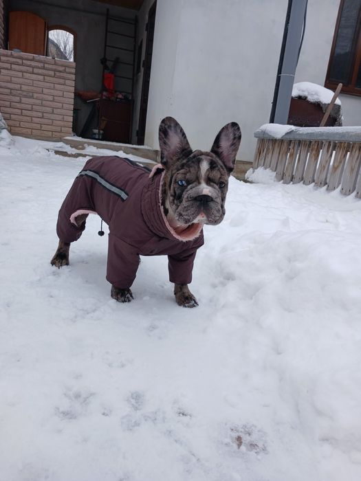 Девочка 5 месяца французский