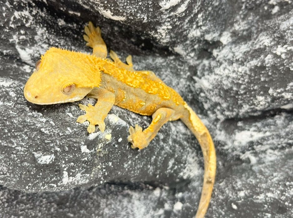 Gekon orzęsiony Gekony orzęsione Dęblin
