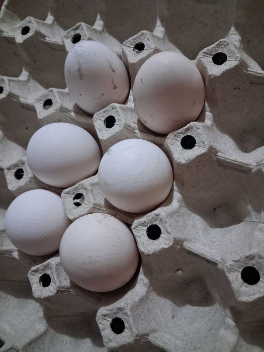 Jaja lęgowe lakenfelder