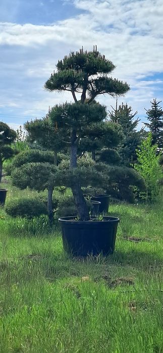 bonsai sosna bonsai 250-300cm super jakość producent
