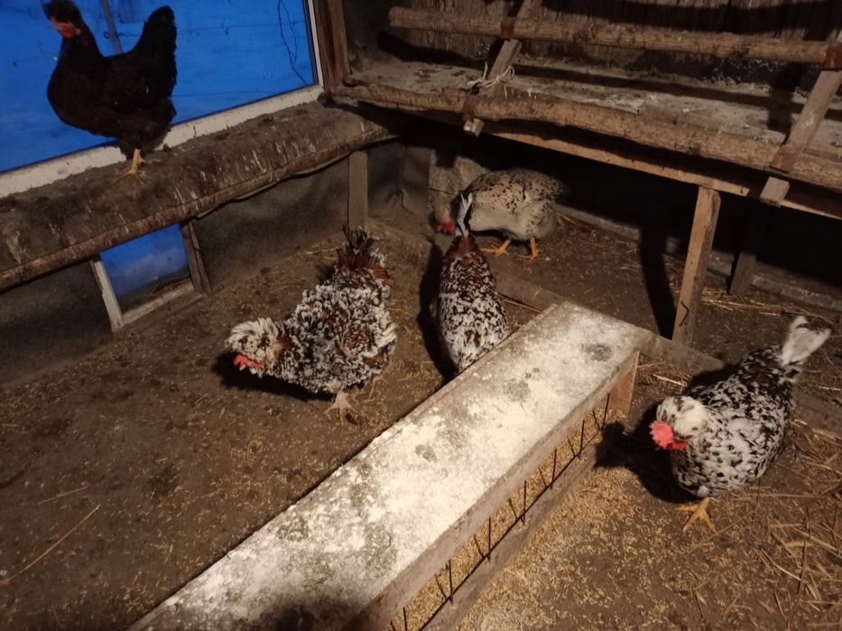 Jajka lęgowe czubatki staropolskiej trójbarwnej