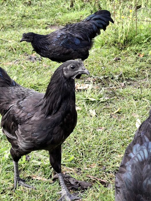 Macho ayam cemani