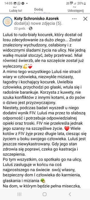 Miziak kotek szuka domki